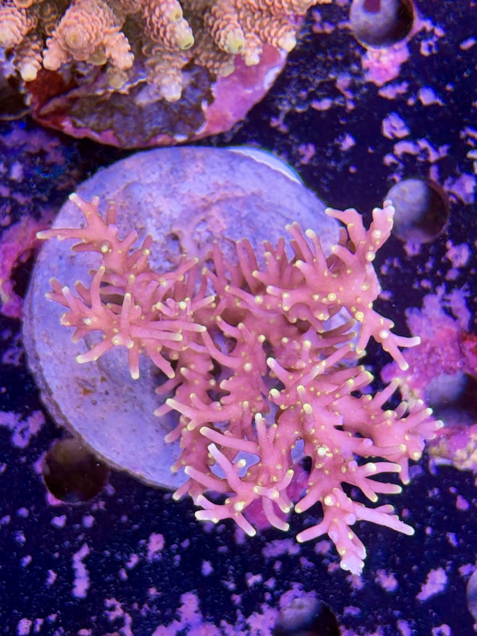 Acropora echinata L