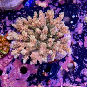 Acropora millepora XL