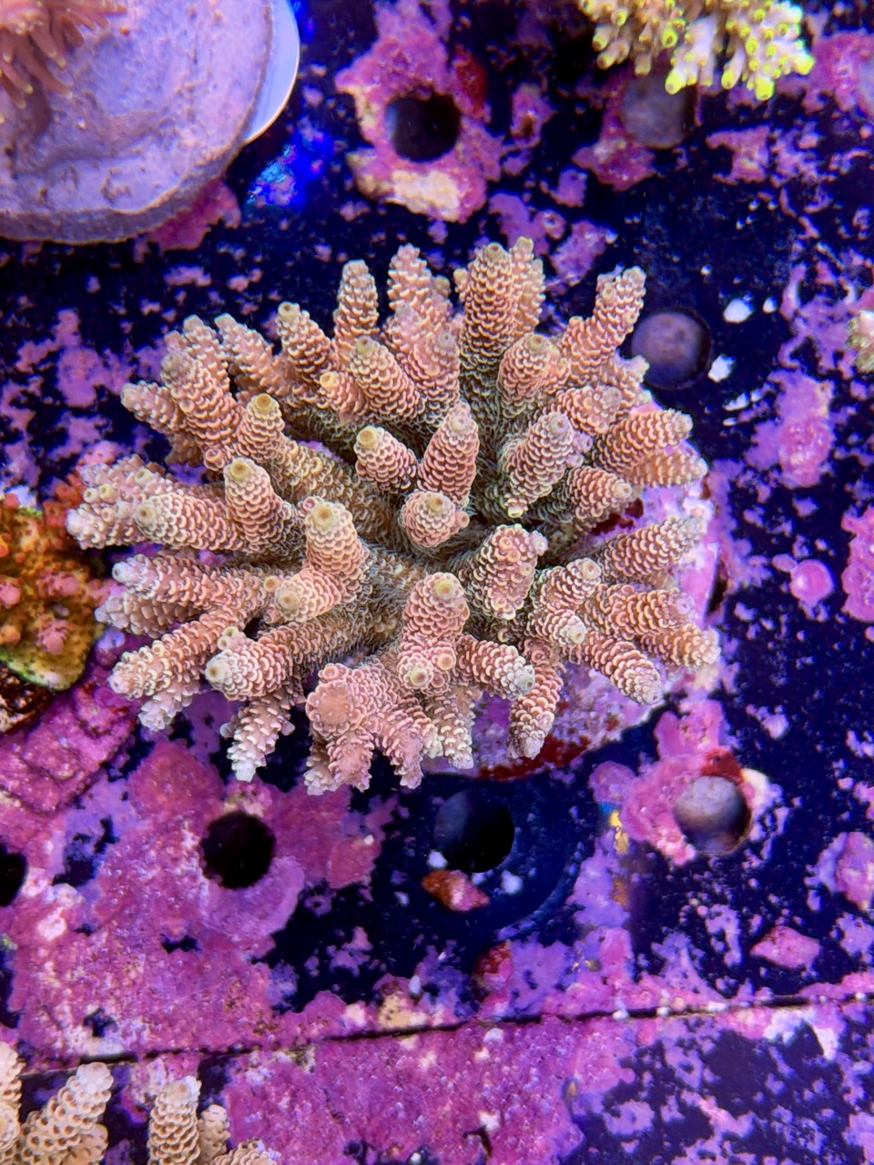 Acropora millepora XL