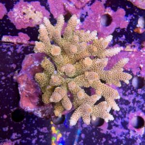 Acropora millepora XL