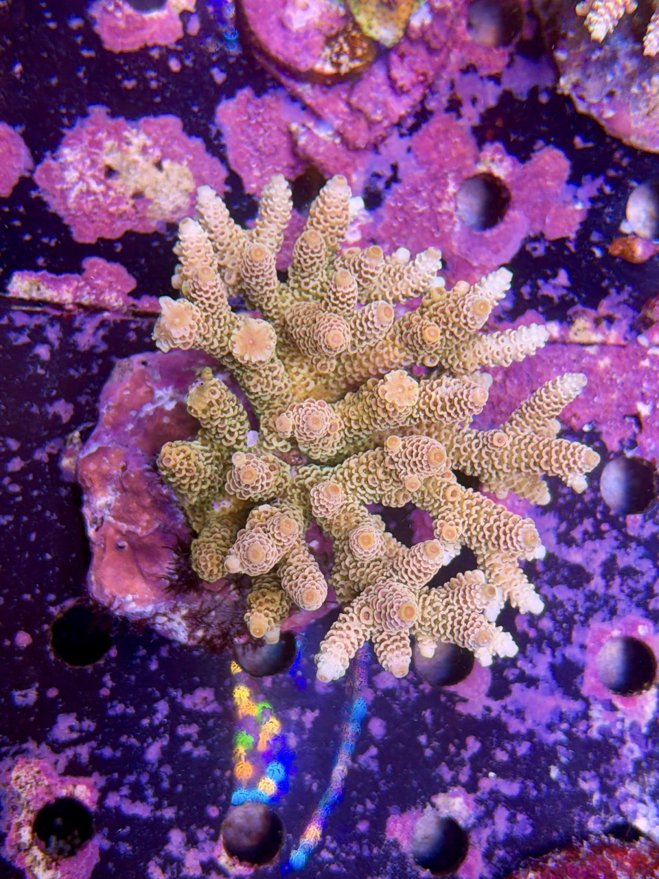 Acropora millepora XL