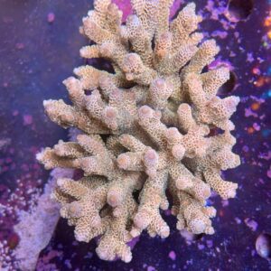 Acropora millepora XXL