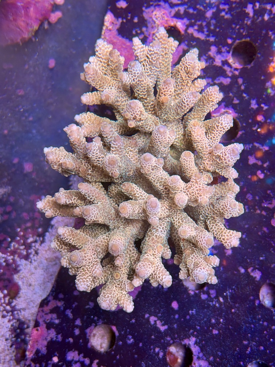 Acropora millepora XXL