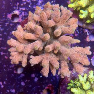 Acropora millepora XXL