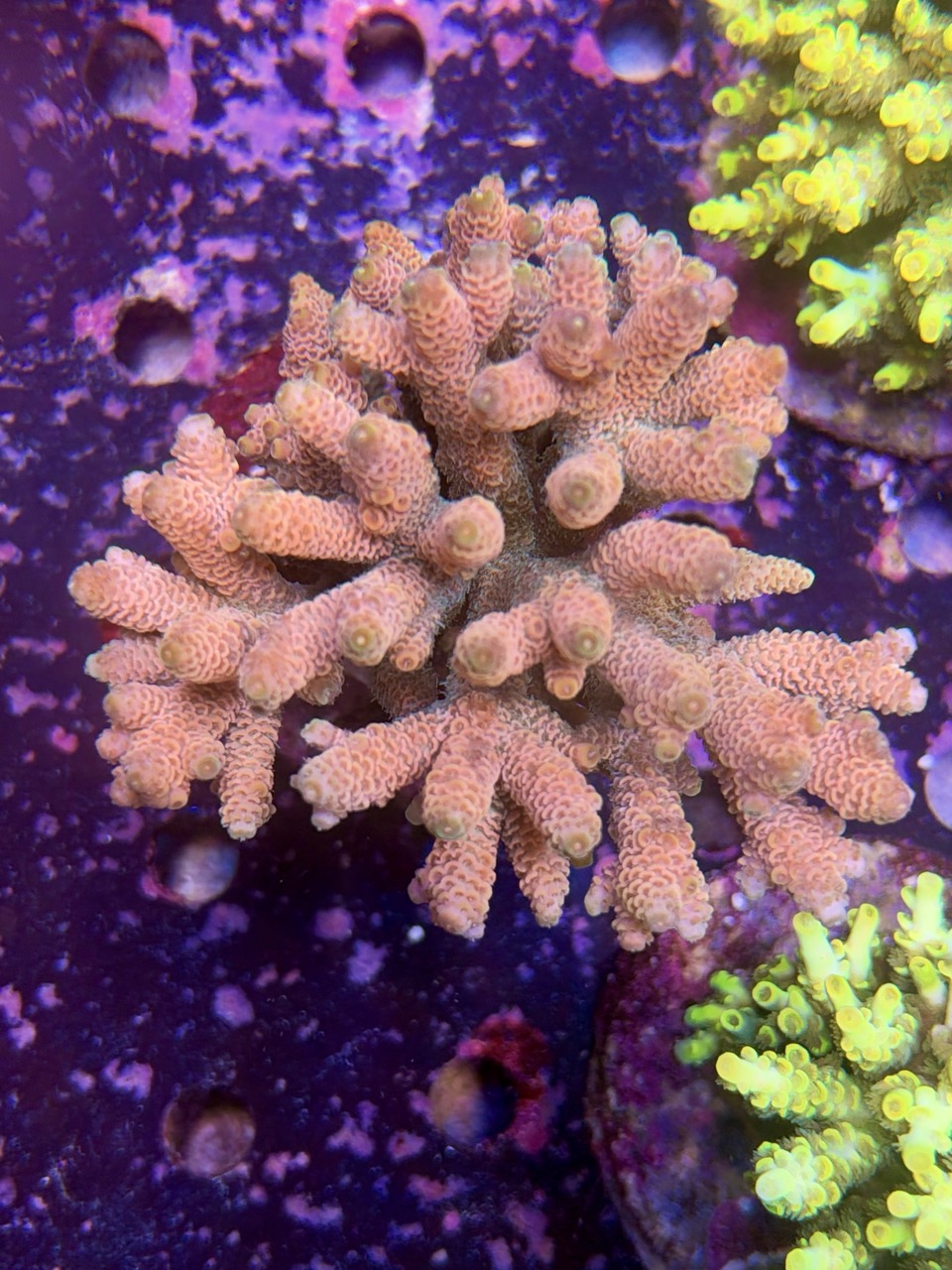 Acropora millepora XXL