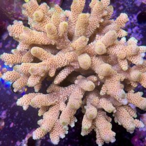 Acropora millepora XXL