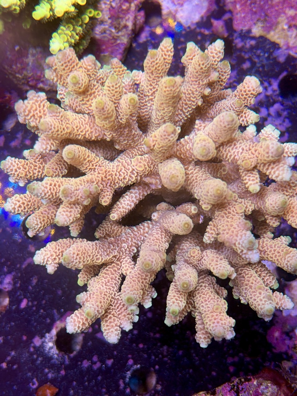 Acropora millepora XXL