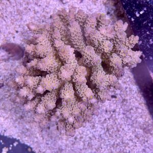 Acropora tenuis XXl