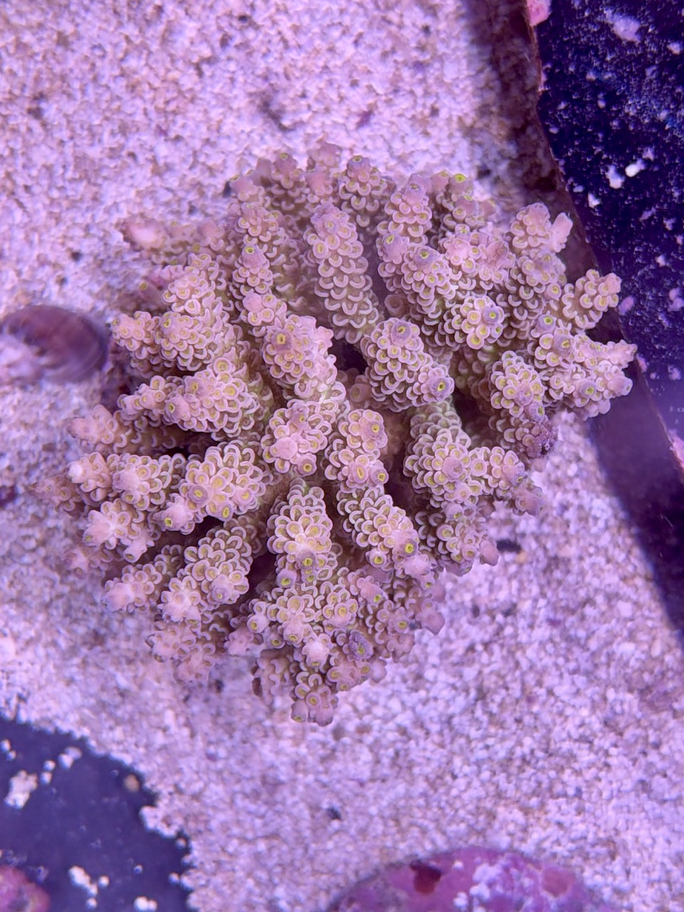 Acropora tenuis XXl