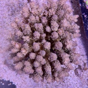 Acropora tenuis XXl