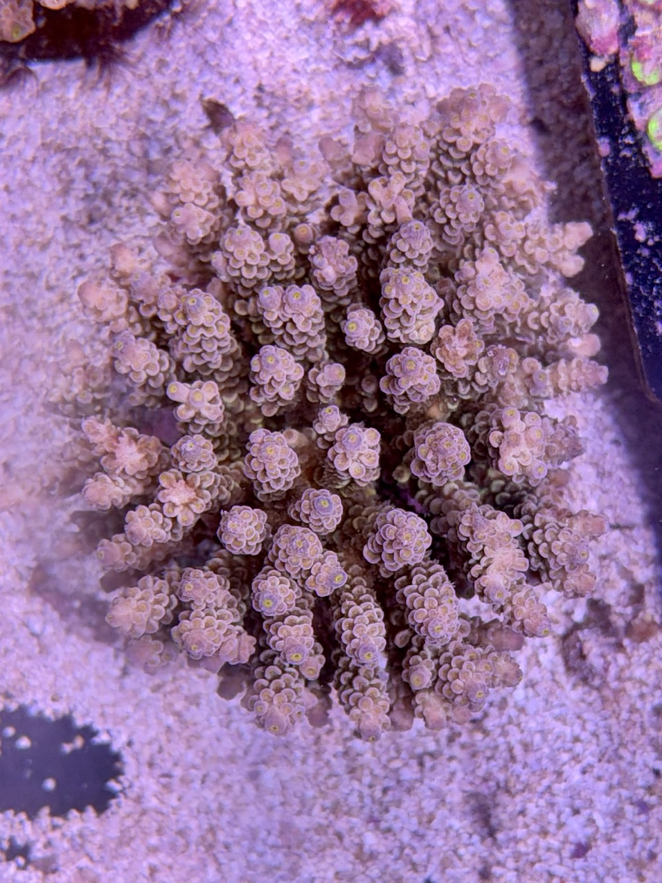 Acropora tenuis XXl