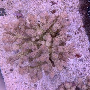 Acropora tenuis XXl