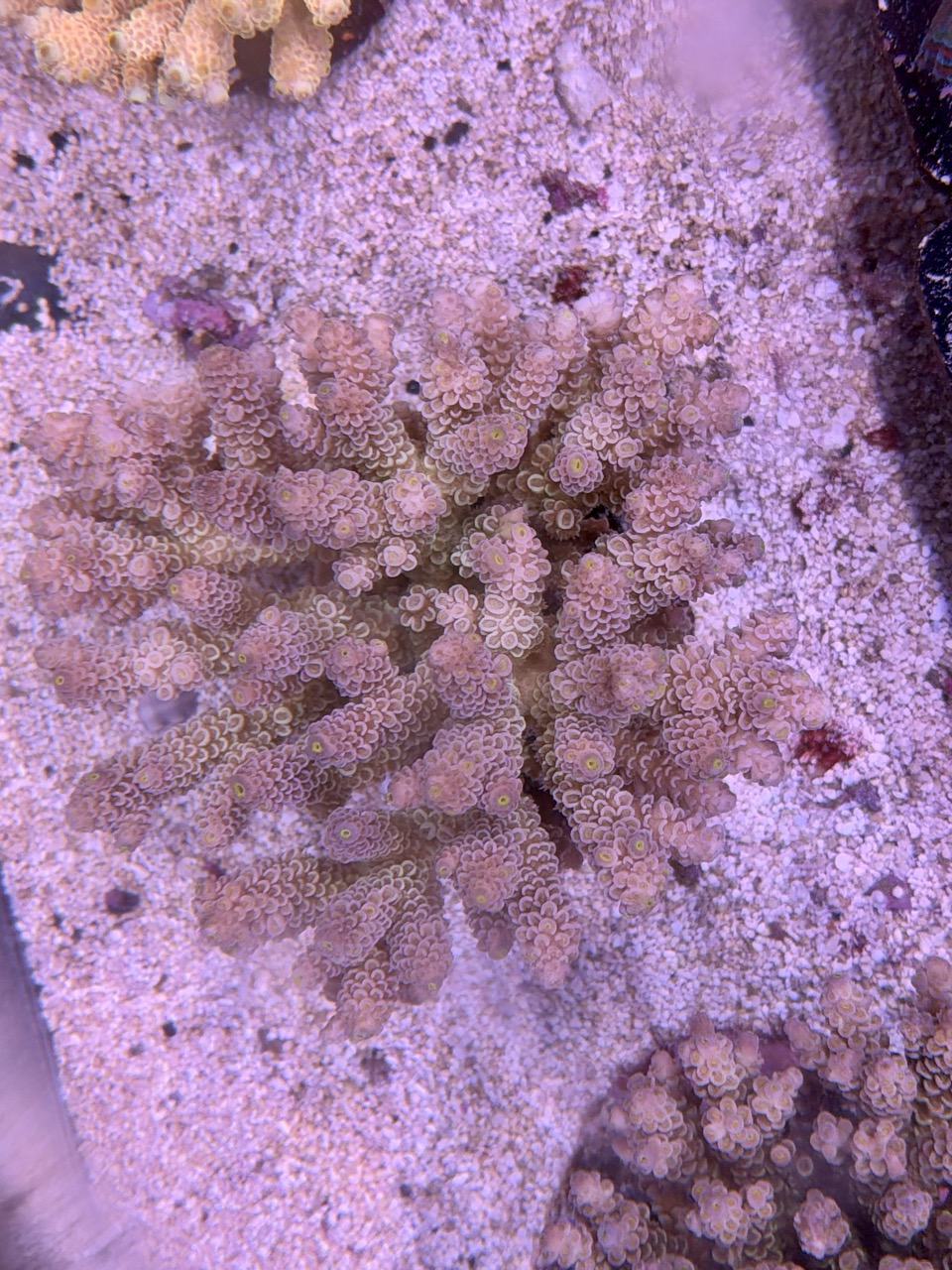 Acropora tenuis XXl