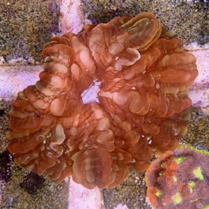 Cynarina lacrymalis whit red stripes, WYSIWYG