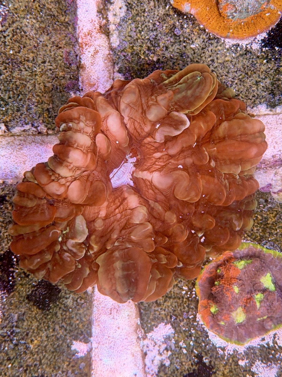 Cynarina lacrymalis whit red stripes, WYSIWYG