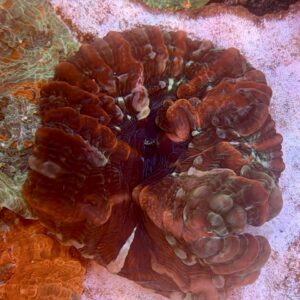 Cynarina lacrymalis whit red stripes, WYSIWYG