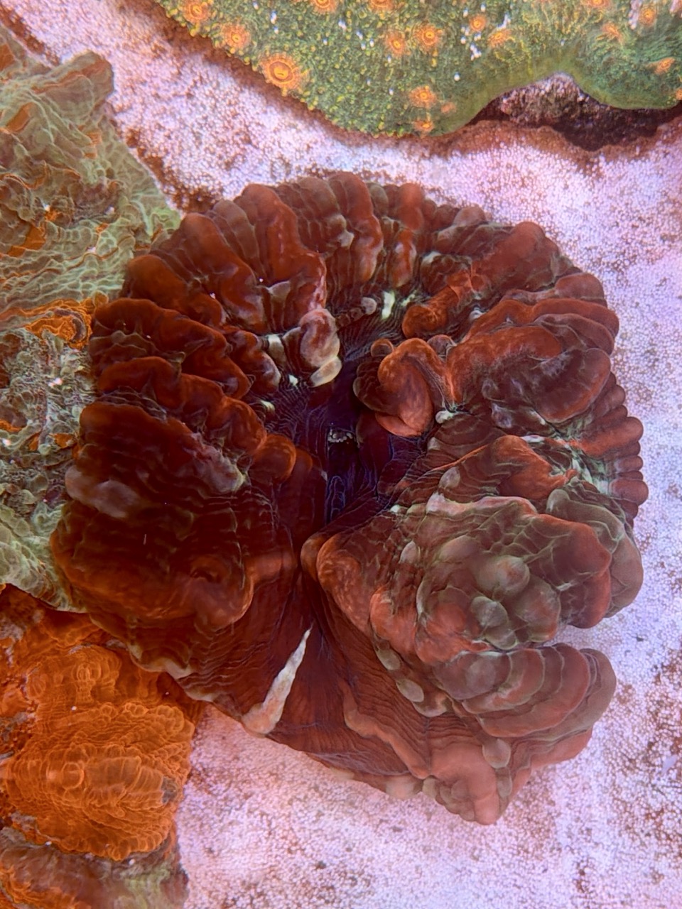 Cynarina lacrymalis whit red stripes, WYSIWYG