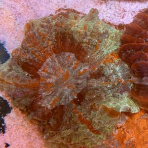 Acanthophyllia deshayesiana green dominant, WYSIWYG