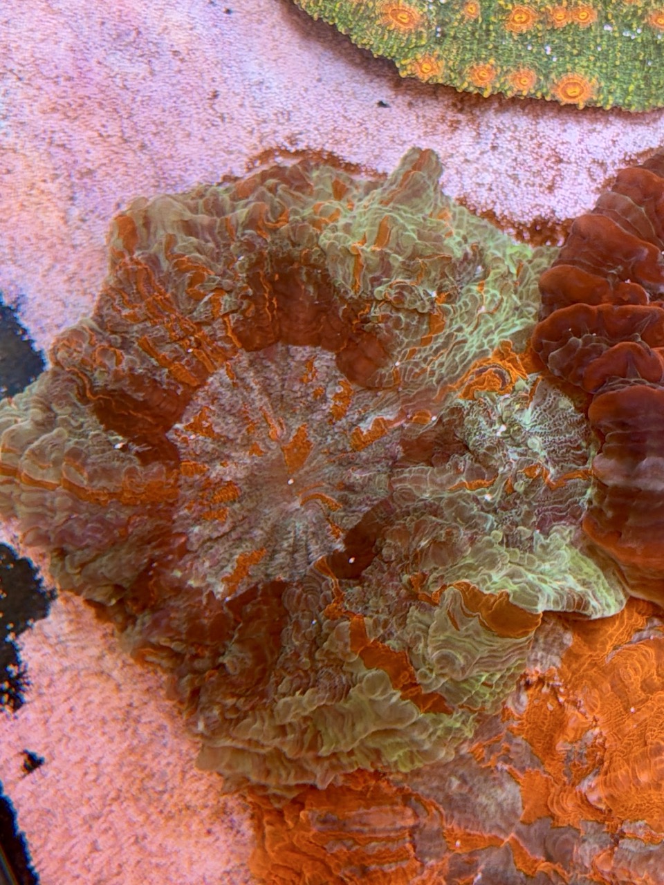Acanthophyllia deshayesiana green dominant, WYSIWYG