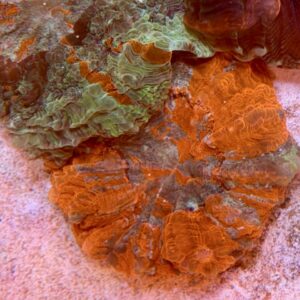 Acanthophyllia deshayesiana red dominant, WYSIWYG