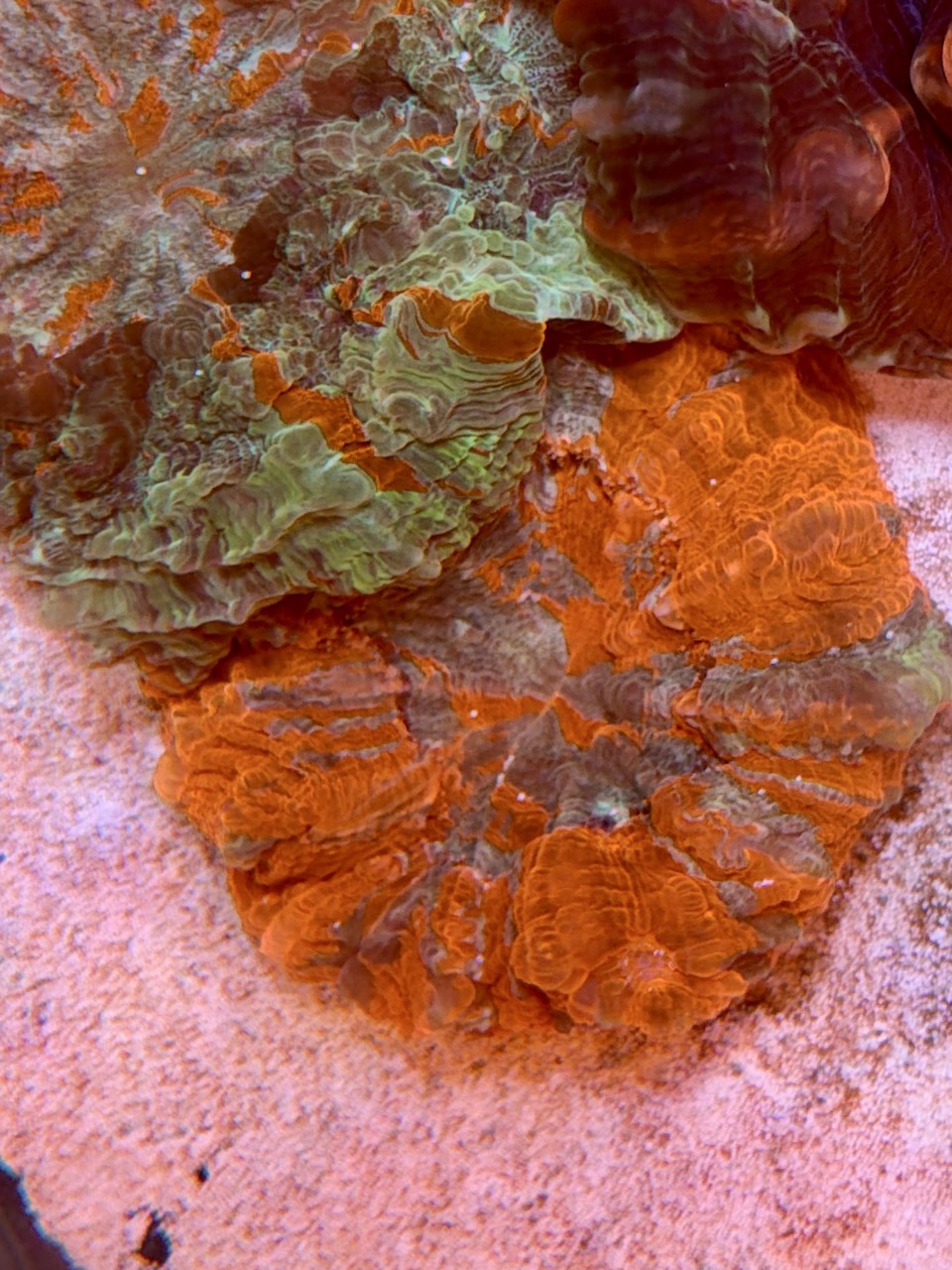 Acanthophyllia deshayesiana red dominant, WYSIWYG