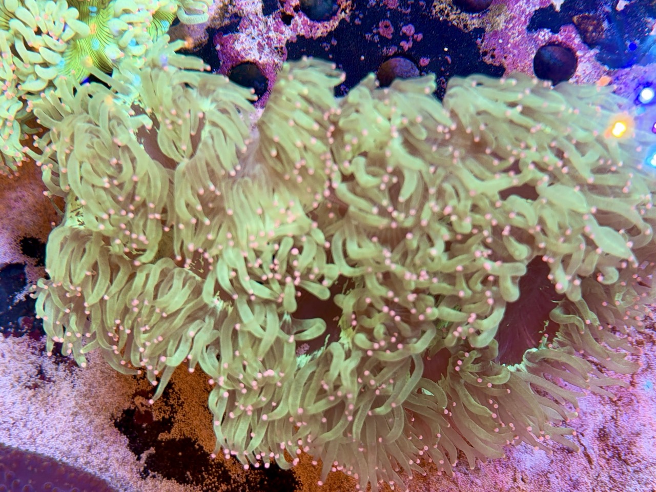 Catalaphyllia jardinei whit pink tips, XL WYSIWYG
