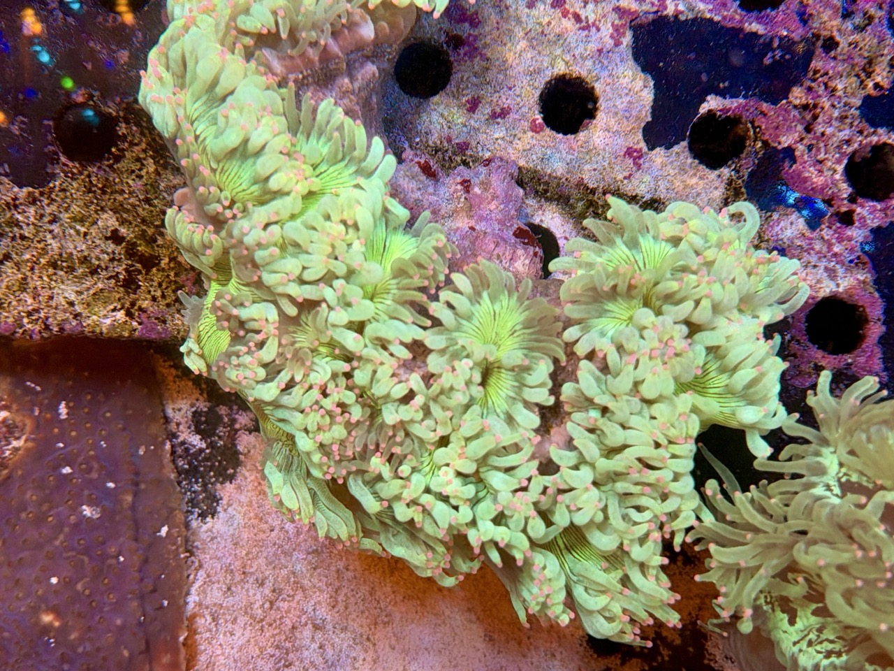 Catalaphyllia jardinei whit pink tips, XL WYSIWYG